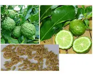 Graines de Combava Réunion