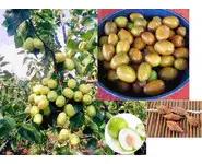Graines de Jujube Réunion