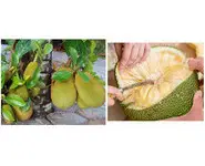 Graine de Jacquier Réunion